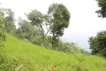This is the background  image of Chiwachung Danda(Pauwwadungma rural municipality-2 Tiwaribhanjyang).